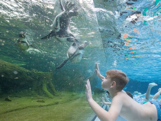 Schwimmen mit Pinguinen im Spreewelten Bad Lübbenau, Foto: Spreewelten GmbH